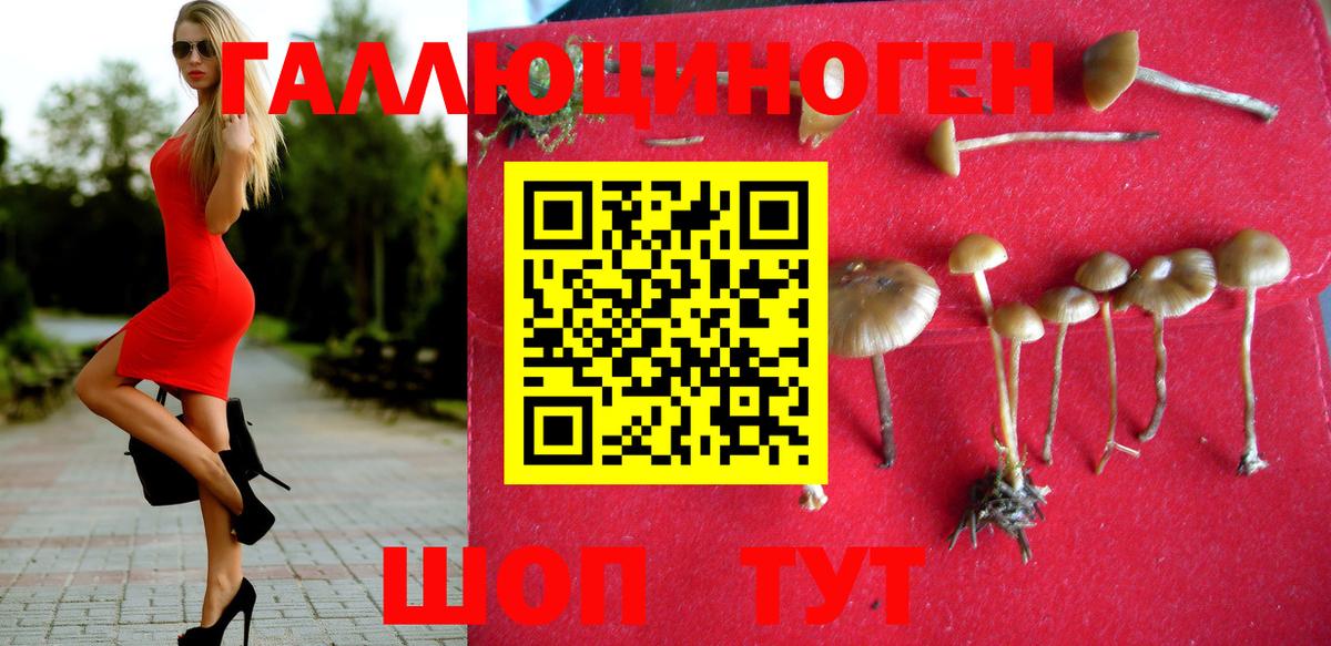 Псилоцибиновые грибы Psilocybine cubensis Подольск